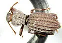 Trogloderus warneri - photo 5