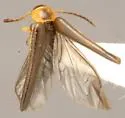 Troglomethes leechi
