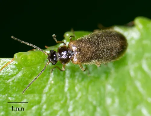 Troglomethes oregonensis