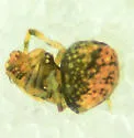 Trogloneta paradoxa - photo 2