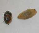 Trogoderma anthrenoides