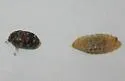 Trogoderma anthrenoides - photo 2