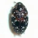 Trogoderma anthrenoides - photo 3