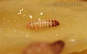 Trogoderma anthrenoides - photo 4