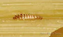 Trogoderma anthrenoides - photo 5