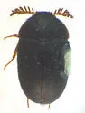 Trogoderma ballfinchae - Trogoderma ballfinchae