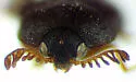 Trogoderma ballfinchae - photo 2