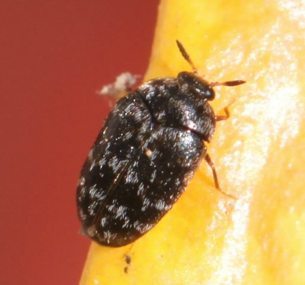 Glabrous Cabinet Beetle - photo 2
