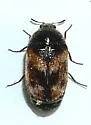 Trogoderma grassmani - Trogoderma grassmani