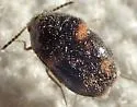 Trogoderma grassmani - photo 2