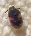 Trogoderma grassmani - photo 4
