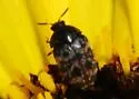 Larger Cabinet Beetle