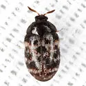 Larger Cabinet Beetle - photo 3