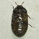 Larger Cabinet Beetle - photo 4