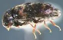 Larger Cabinet Beetle - photo 5
