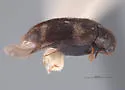 Trogoderma okumurai - photo 2