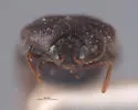 Trogoderma okumurai - photo 3
