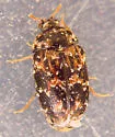 Ornate Carpet Beetle - photo 2