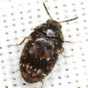 Ornate Carpet Beetle - photo 3