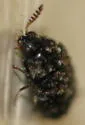 Ornate Carpet Beetle - photo 4