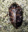 Ornate Carpet Beetle - photo 5