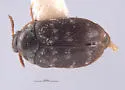 Trogoderma paralia - Trogoderma paralia