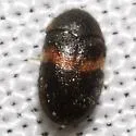 Trogoderma primum