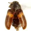 Trogoderma primum - photo 2