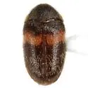 Trogoderma primum - photo 3