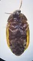 Trogoderma simplex - photo 2
