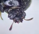 Trogoderma simplex - photo 3