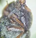 Trogoderma simplex - photo 4