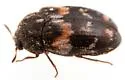 Trogoderma simplex - photo 5
