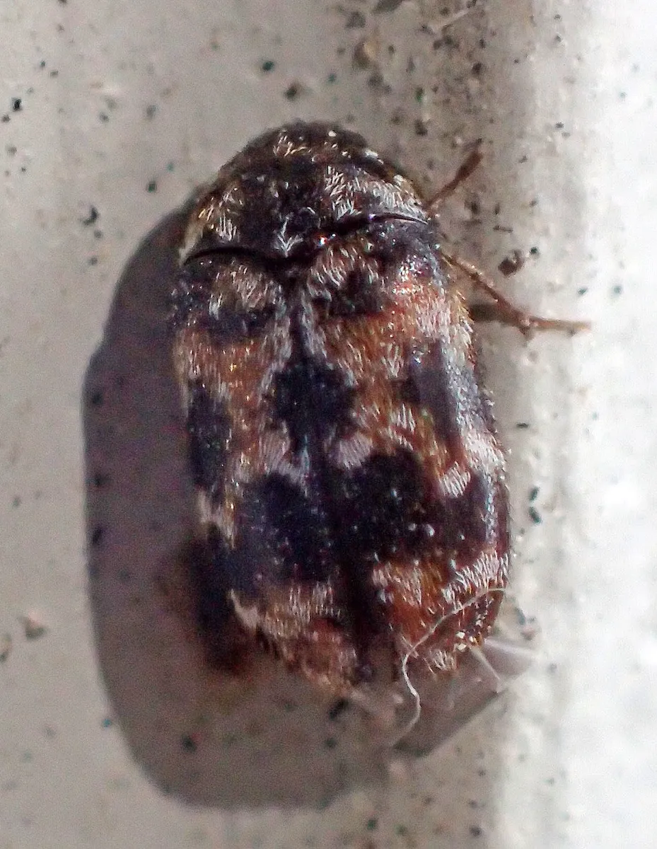 Trogoderma sternale - photo 2