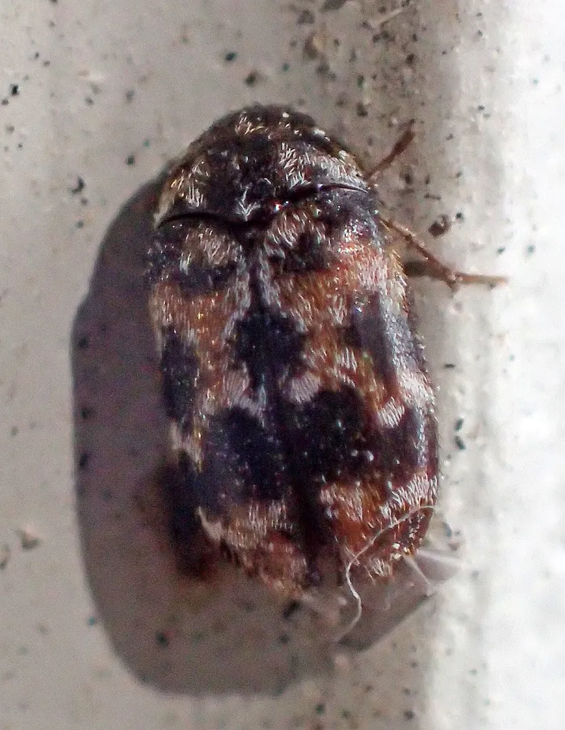 Trogoderma sternale - photo 3