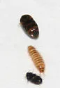 Warehouse Beetle - Trogoderma variabile