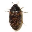 Warehouse Beetle - photo 2