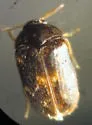 Warehouse Beetle - photo 3