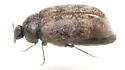 Warehouse Beetle - photo 4