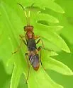 Trogomorpha arrogans - photo 3