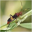 Trogomorpha arrogans - photo 4
