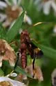 Trogomorpha arrogans - photo 5