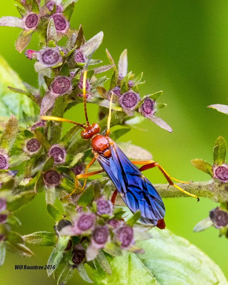 Trogomorpha trogiformis - photo 2