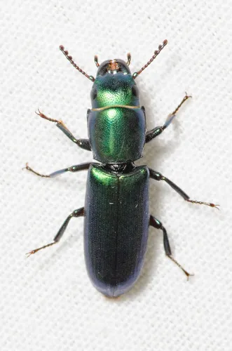 Bark-gnawing Beetles - photo 3