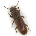 Trogoxylon aequale