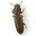 Trogoxylon aequale - photo 3