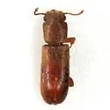 Trogoxylon aequale - photo 4