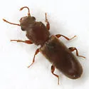Trogoxylon aequale - photo 5