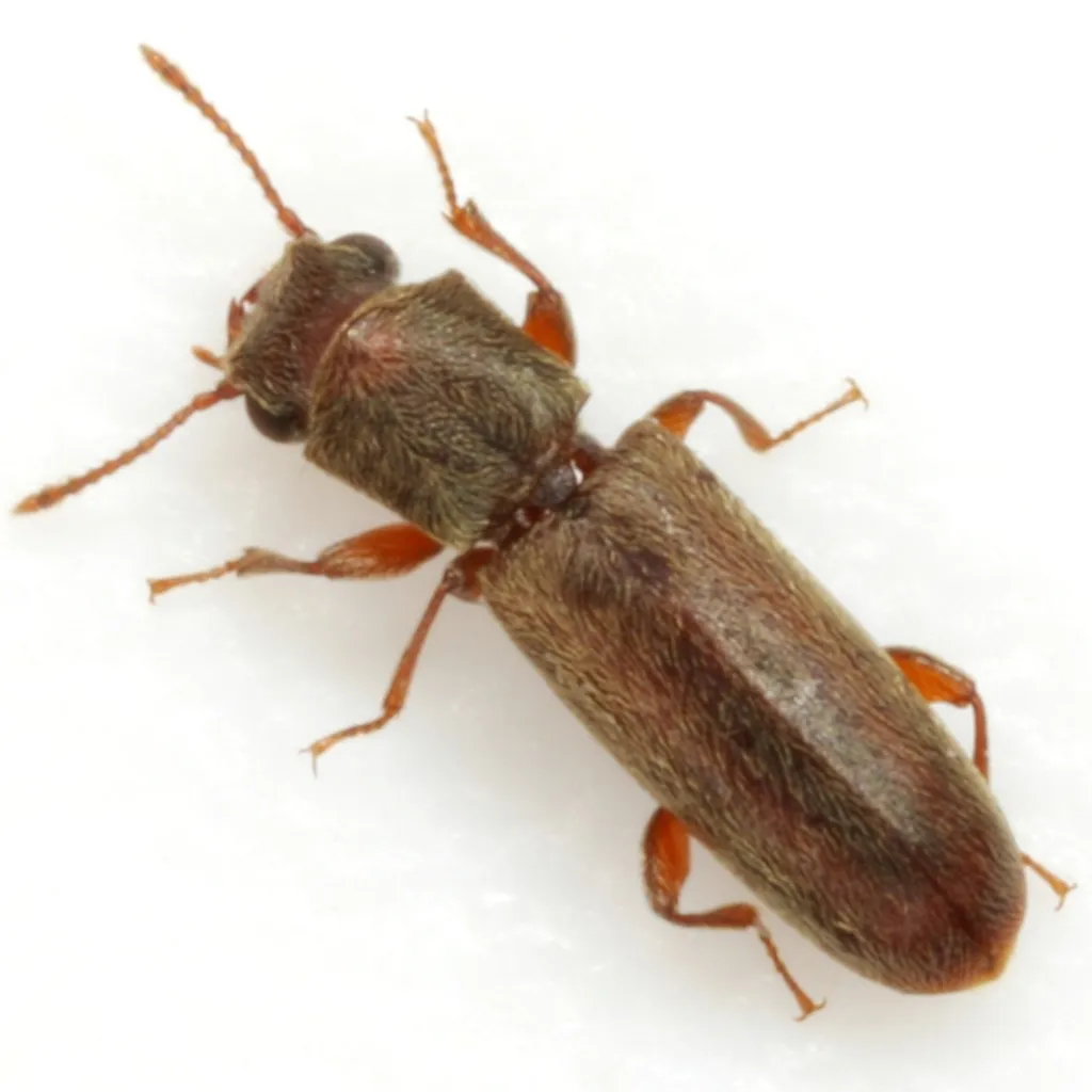 Velvety Powderpost Beetle - photo 2