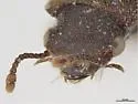 Trogoxylon punctatum - photo 3